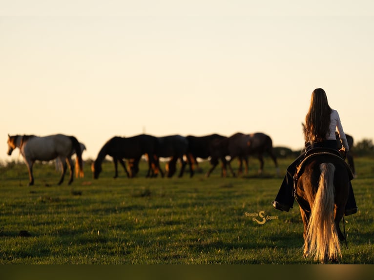 Quarter Pony Ruin 8 Jaar 137 cm Palomino in Bogard