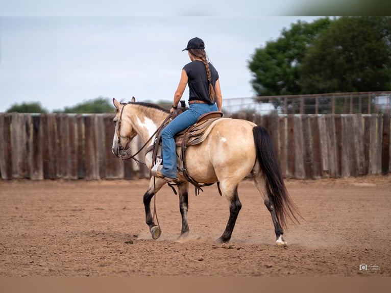 Quarter Pony Ruin 8 Jaar 140 cm Buckskin in Addison, TX