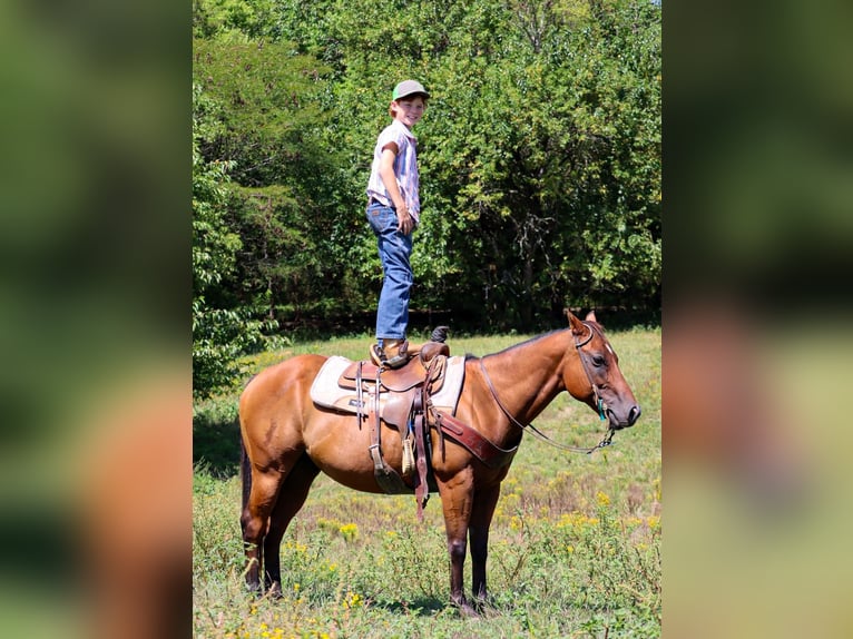 Quarter Pony Ruin 8 Jaar 140 cm Roodbruin in Culleoka