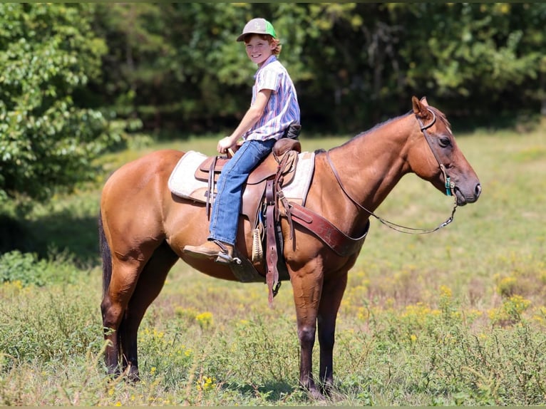 Quarter Pony Ruin 8 Jaar 140 cm Roodbruin in Culleoka