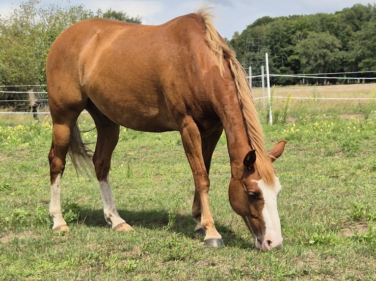 Quarter Pony Mix Ruin 8 Jaar 140 cm Vos in L&#xFC;btheen