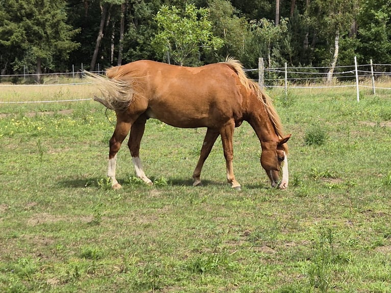 Quarter Pony Mix Ruin 8 Jaar 140 cm Vos in L&#xFC;btheen