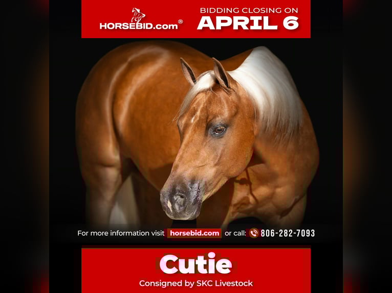 Quarter Pony Ruin 8 Jaar 142 cm Palomino in Canyon