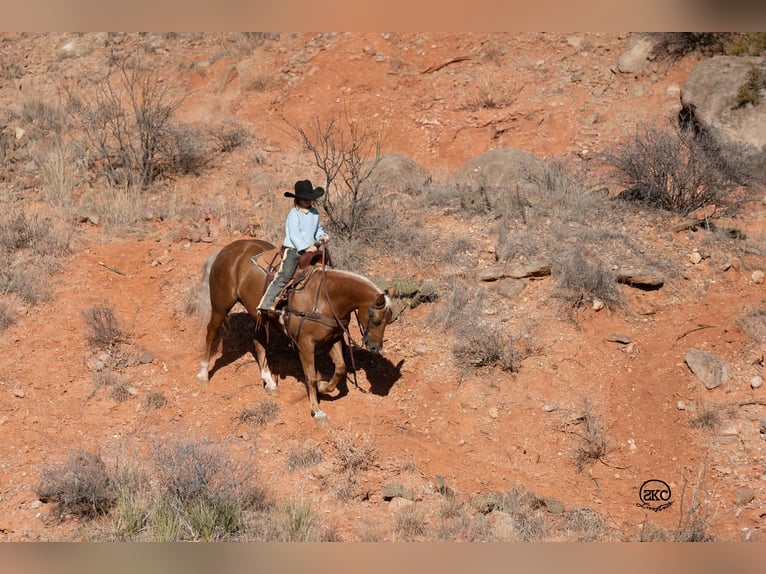 Quarter Pony Ruin 8 Jaar 142 cm Palomino in Canyon