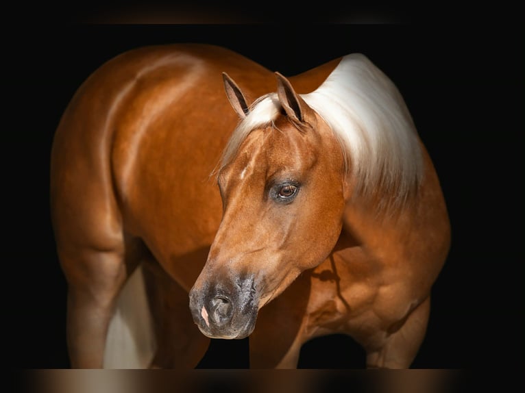 Quarter Pony Ruin 8 Jaar 142 cm Palomino in Canyon