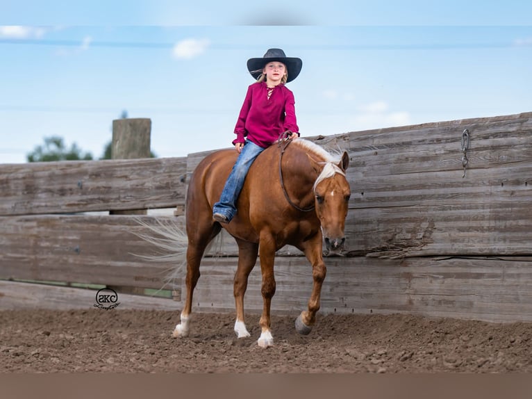 Quarter Pony Ruin 8 Jaar 142 cm Palomino in Canyon