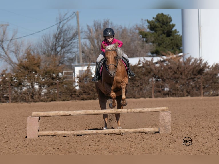 Quarter Pony Ruin 8 Jaar 142 cm Palomino in Canyon