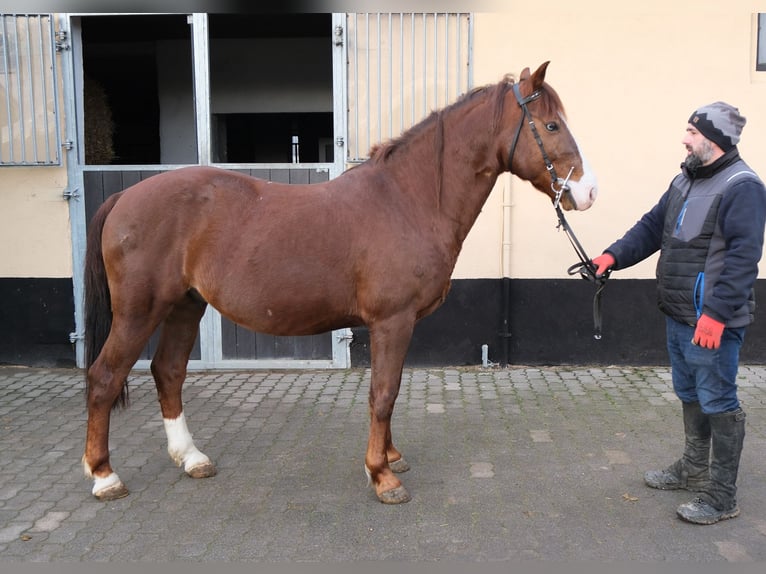 Quarter Pony Mix Ruin 8 Jaar 145 cm Donkere-vos in Buttstädt