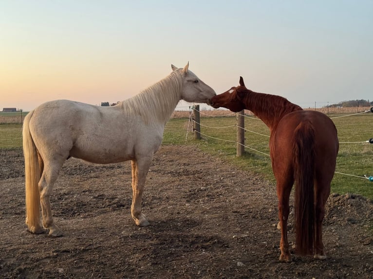 Quarter Pony Ruin 8 Jaar 150 cm Vos in Moorenweis