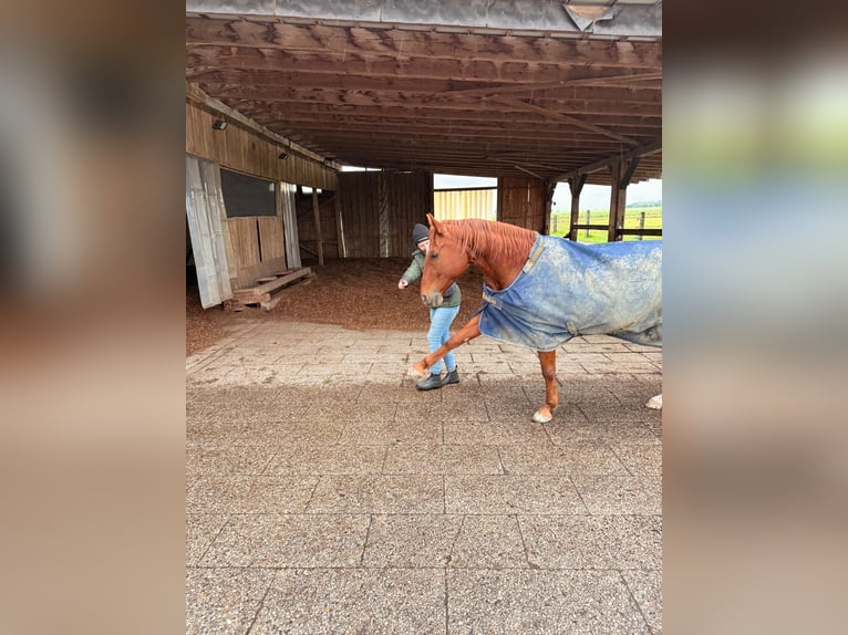 Quarter Pony Ruin 8 Jaar 150 cm Vos in Moorenweis