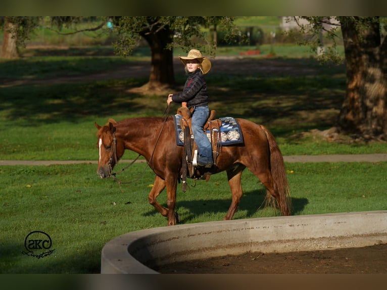 Quarter Pony Ruin 8 Jaar Roodvos in Canyon