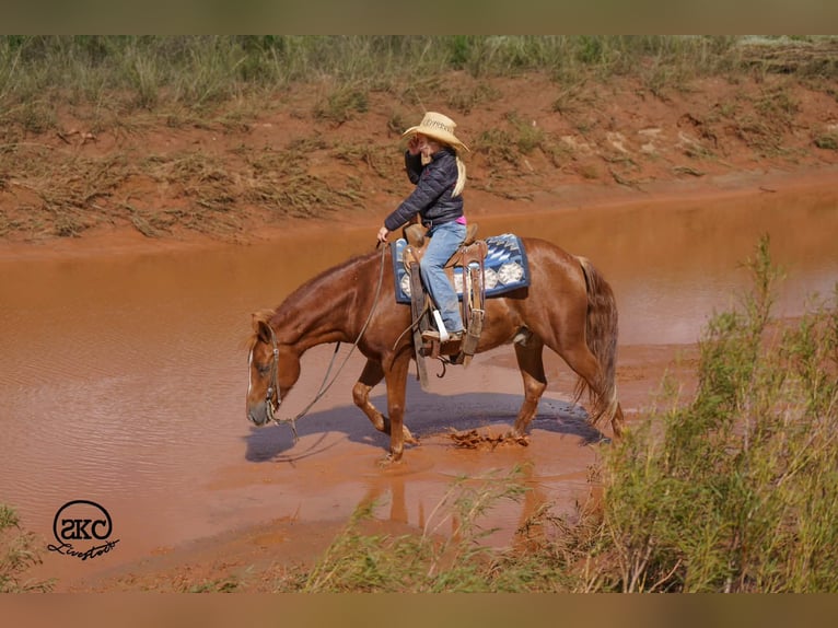 Quarter Pony Ruin 8 Jaar Roodvos in Canyon