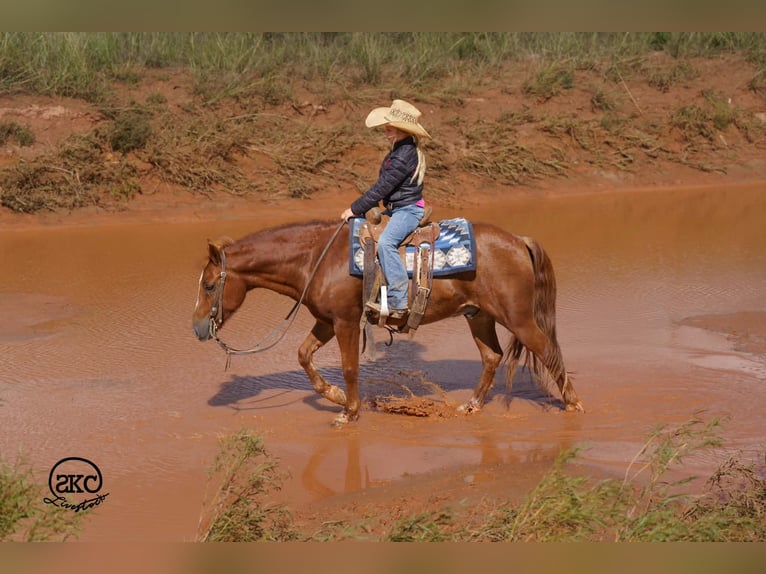 Quarter Pony Ruin 8 Jaar Roodvos in Canyon