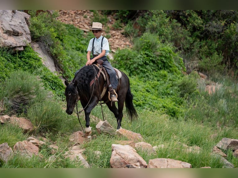 Quarter Pony Mix Ruin 8 Jaar Zwart in Westcliffe