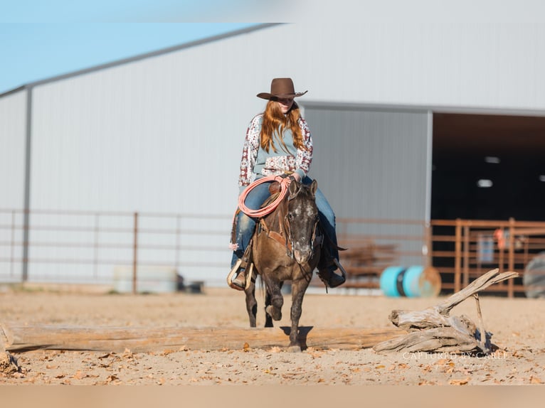 Quarter Pony Ruin 9 Jaar 122 cm in Lewistown