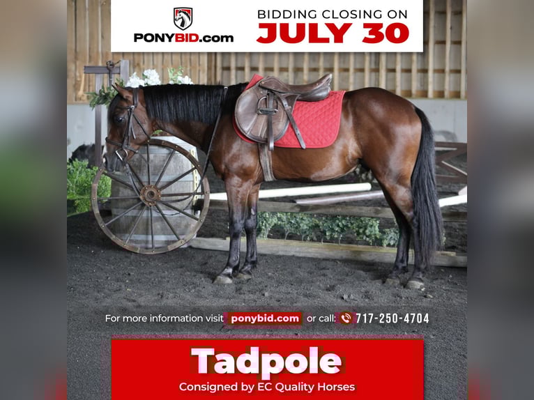 Quarter Pony Mix Ruin 9 Jaar 124 cm Roodbruin in Beaver Springs, PA