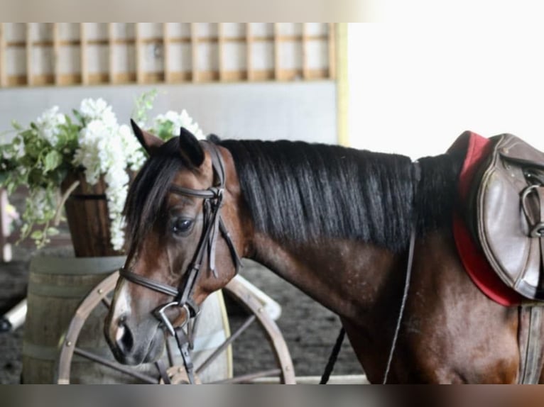 Quarter Pony Mix Ruin 9 Jaar 124 cm Roodbruin in Beaver Springs, PA