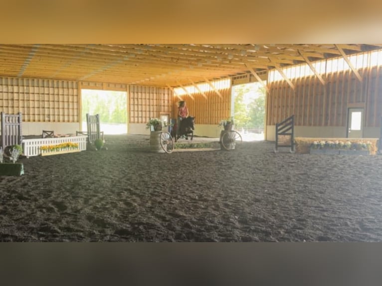 Quarter Pony Mix Ruin 9 Jaar 124 cm Roodbruin in Beaver Springs, PA