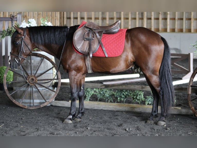 Quarter Pony Mix Ruin 9 Jaar 124 cm Roodbruin in Beaver Springs, PA