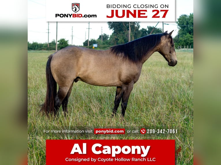 Quarter Pony Ruin 9 Jaar 132 cm in Waterford, CA