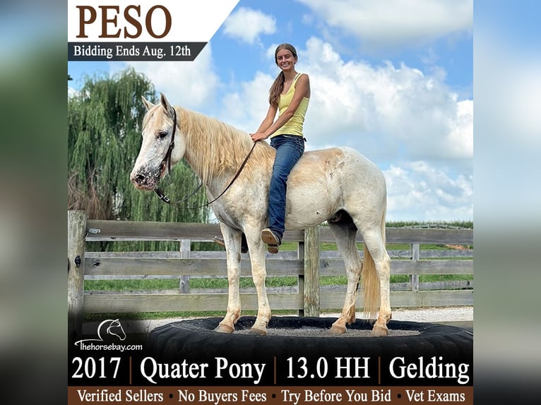 Quarter Pony Ruin 9 Jaar 132 cm Wit in Woodburn, KY