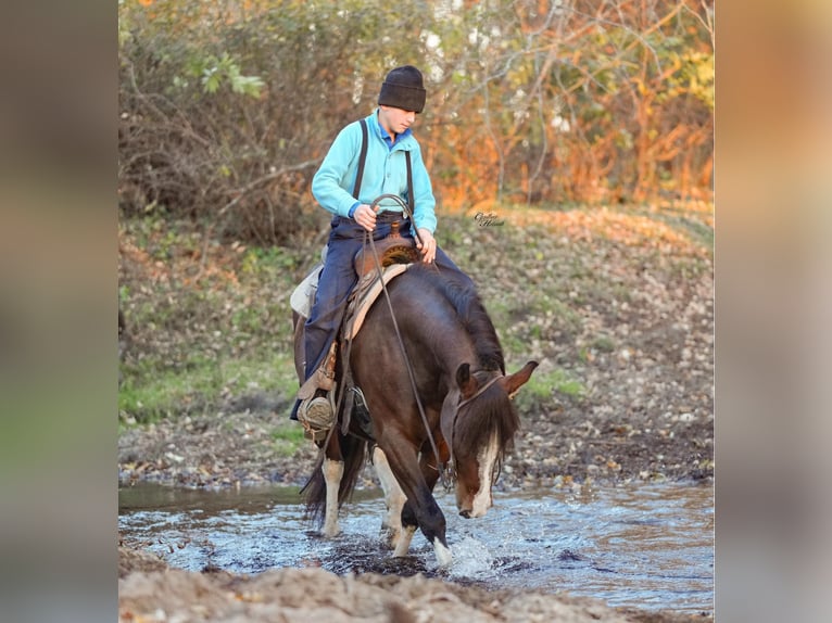 Quarter Pony Ruin 9 Jaar 137 cm Roodbruin in Independence