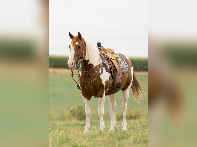 Quarter Pony Ruin 9 Jaar 142 cm Gevlekt-paard in Decorah