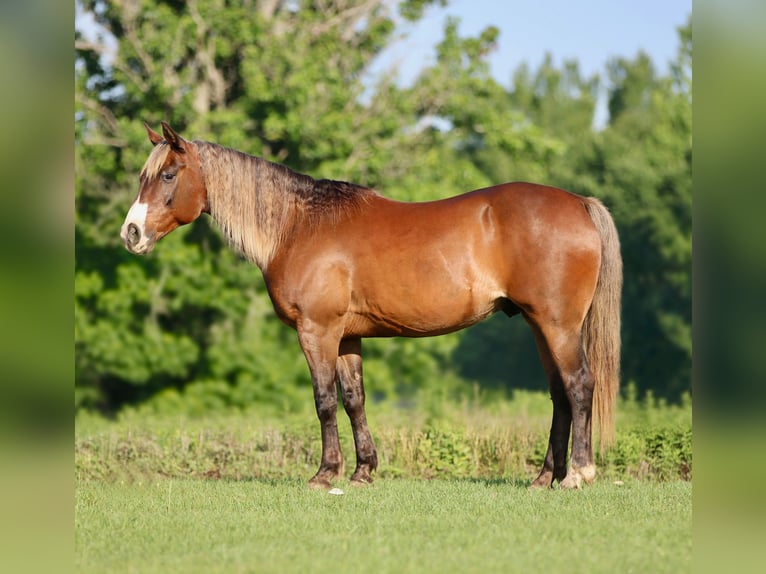 Quarter Pony Ruin 9 Jaar 142 cm Roodbruin in Athens