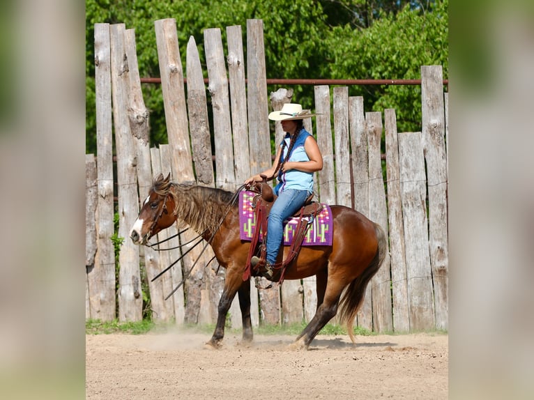 Quarter Pony Ruin 9 Jaar 142 cm Roodbruin in Athens