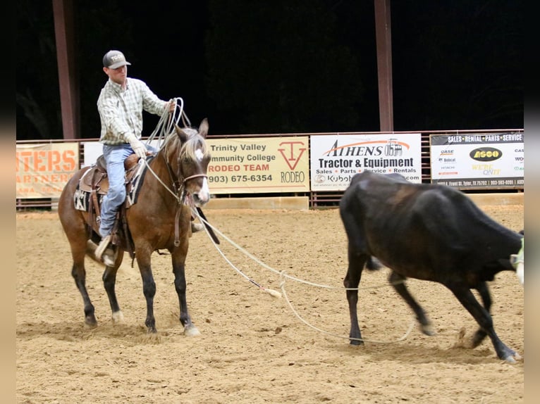 Quarter Pony Ruin 9 Jaar 142 cm Roodbruin in Athens