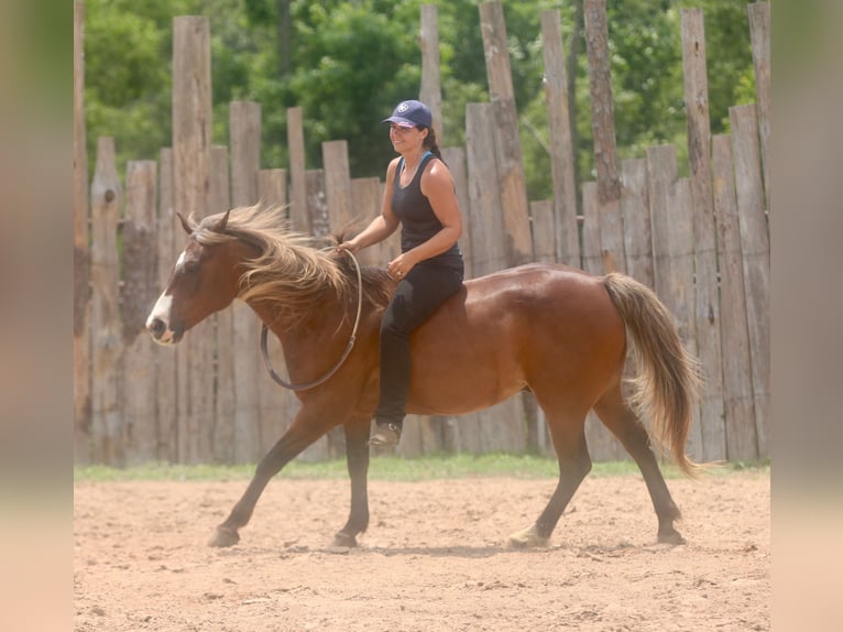 Quarter Pony Ruin 9 Jaar 142 cm Roodbruin in Athens