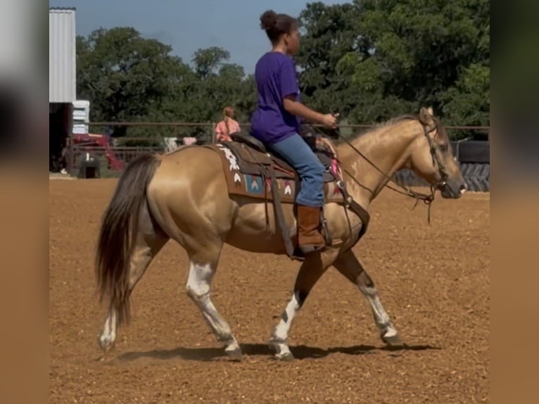 Quarter Pony Ruin 9 Jaar Gevlekt-paard in Cisco