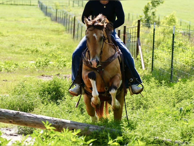 Quarter Pony Ruin 9 Jaar Gevlekt-paard in Cisco