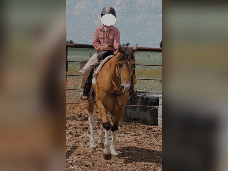 Quarter Pony Ruin 9 Jaar Gevlekt-paard in Cisco