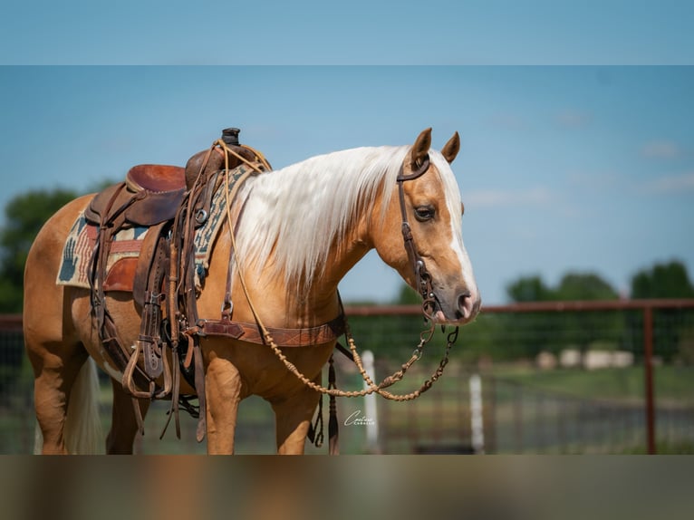 Quarter Pony Ruin 9 Jaar Palomino in Fort Worth