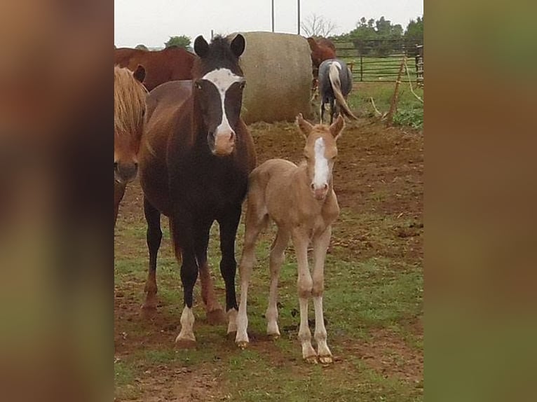 Quarter Pony Ruin 9 Jaar Palomino in Fort Worth