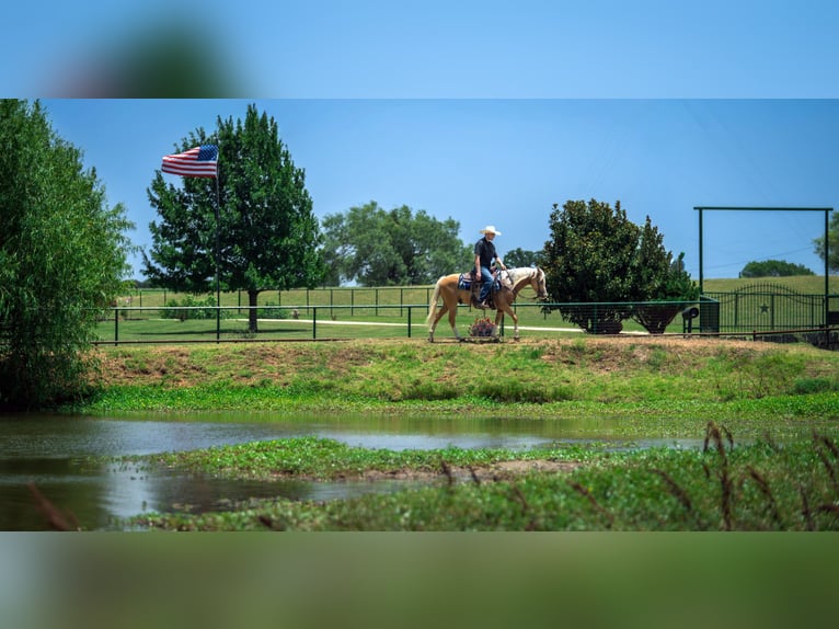 Quarter Pony Ruin 9 Jaar Palomino in Fort Worth