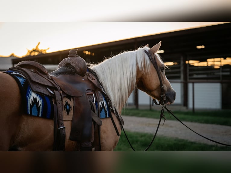 Quarter Pony Ruin 9 Jaar Palomino in Fort Worth