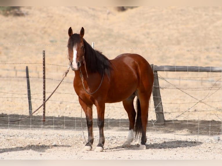 Quarter Pony Ruin 9 Jaar Roodbruin in King City