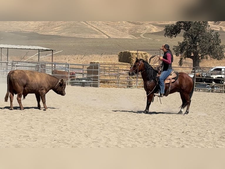 Quarter Pony Ruin 9 Jaar Roodbruin in King City