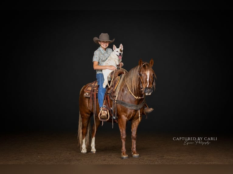 Quarter Pony Ruin 9 Jaar  in Lewistown