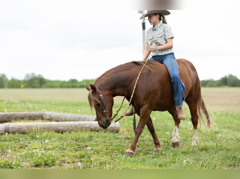 Quarter Pony Ruin 9 Jaar  in Lewistown