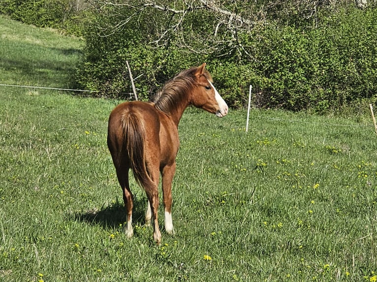 Quarter Pony Stallion 1 year 12,2 hh Chestnut-Red in Gaudies