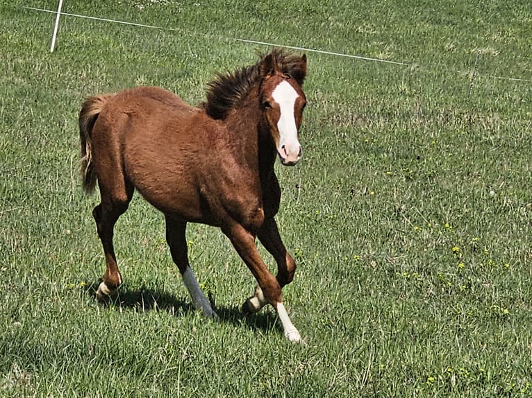 Quarter Pony Stallion 1 year 12,2 hh Chestnut-Red in Gaudies