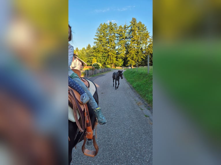 Quarter Pony Stallion 1 year 14,1 hh Grey-Blue-Tan in Fichtenberg