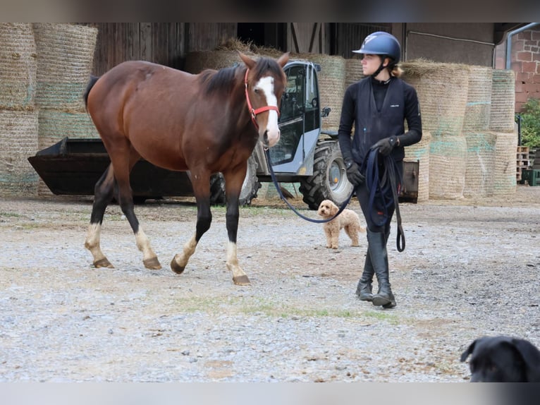 Quarter Pony Mix Stallion 1 year 14,2 hh Brown in Buchen (Odenwald) Quarter Pony Mix Stallion 1 year 14,2 hh Brown in Buchen (Odenwald)