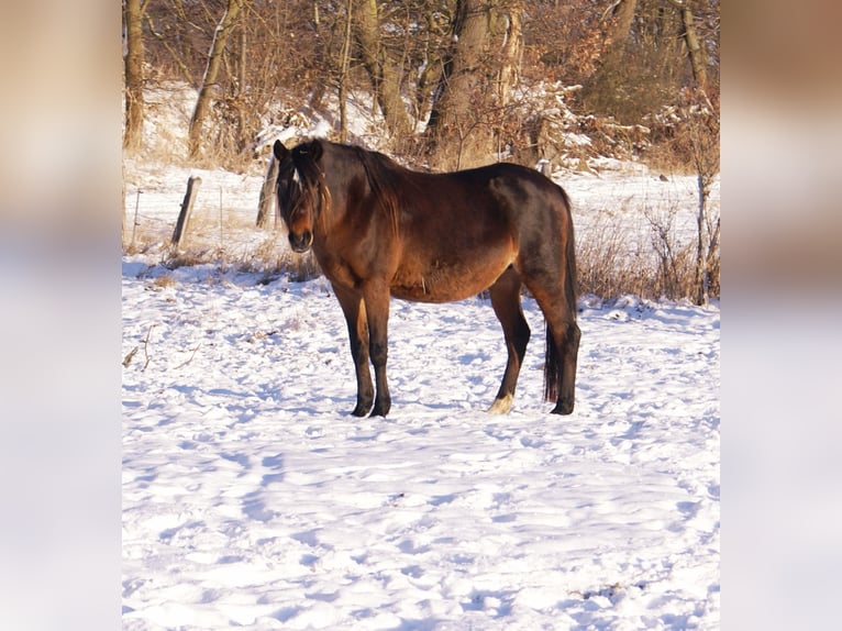 Quarter Pony Stallion 1 year 14,2 hh Overo-all-colors in Velpke