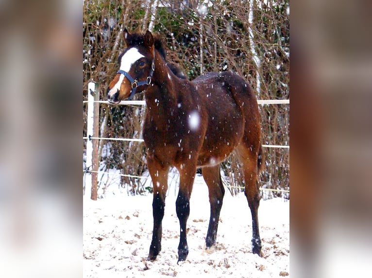 Quarter Pony Stallion 1 year 14,2 hh Overo-all-colors in Velpke