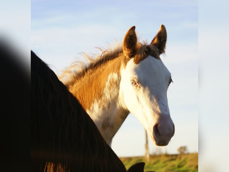 Quarter Pony Stallion 1 year 14,2 hh Overo-all-colors in Velpke