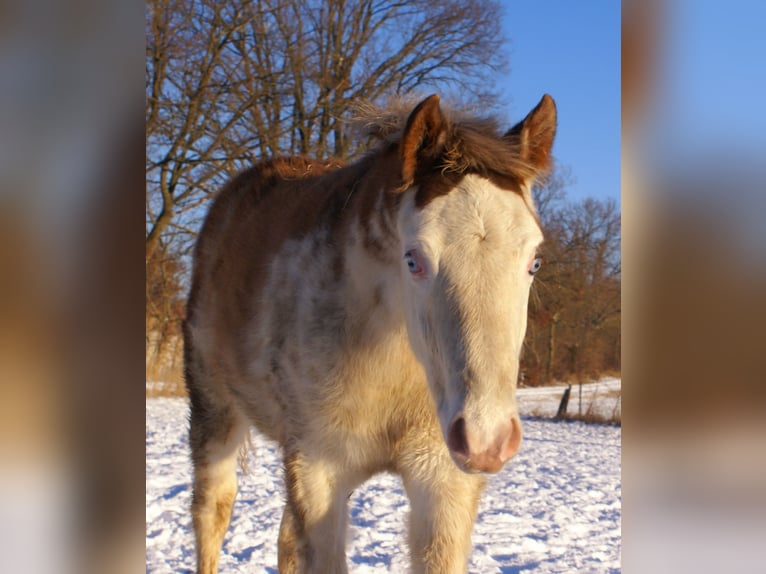 Quarter Pony Stallion 1 year 14,2 hh Overo-all-colors in Velpke